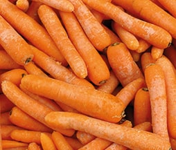 Frische Karotten verpacken