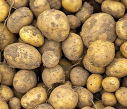 Frische Kartoffeln verpacken