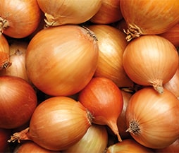 Packgut Zwiebel Zwiebeln verpacken